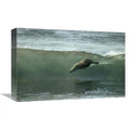 Galapagos Sea Lion Art Print F7667