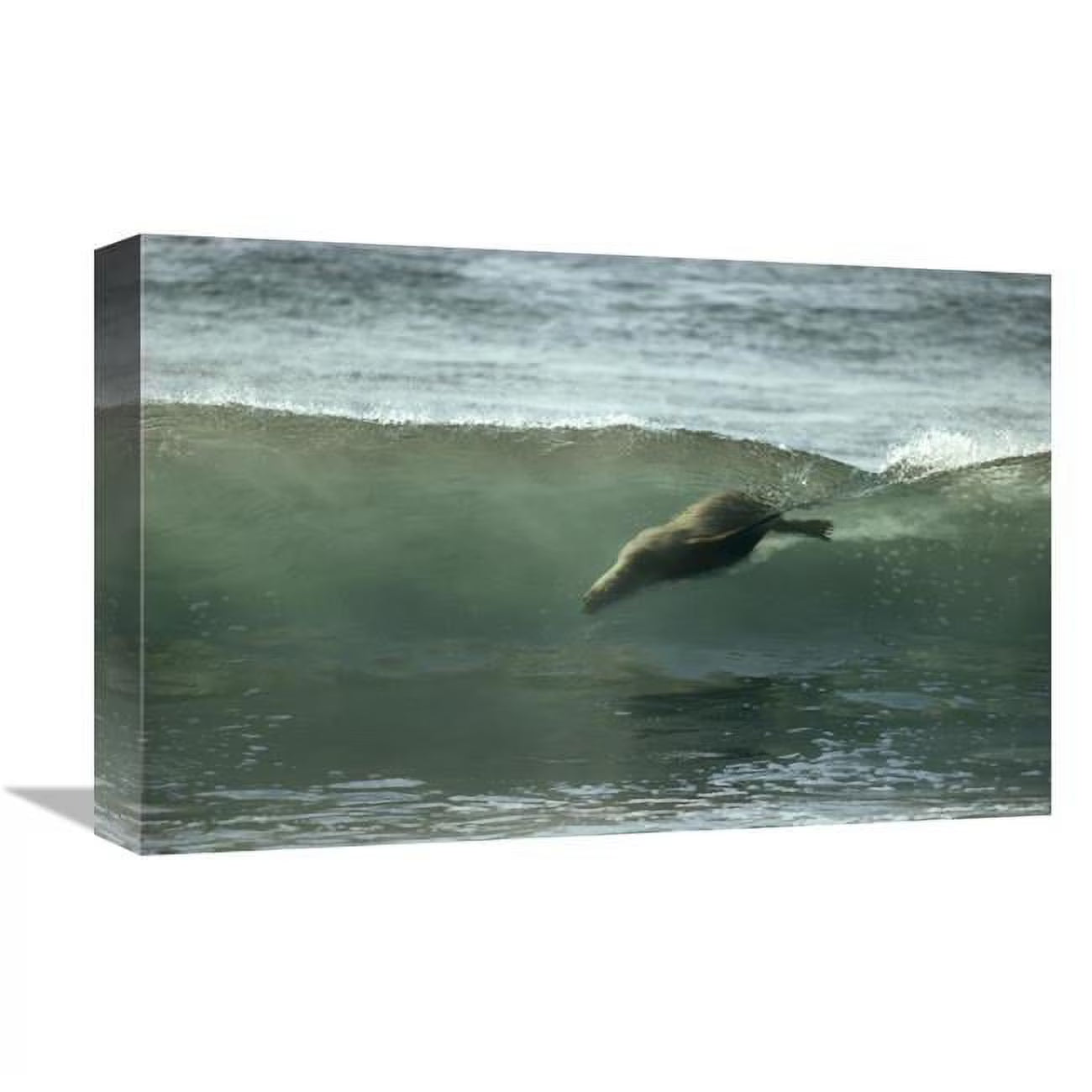Galapagos Sea Lion Art Print F7667